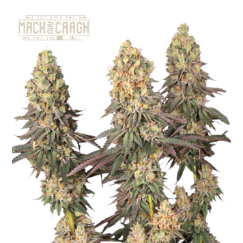 форма рост Mack & Crack Fem