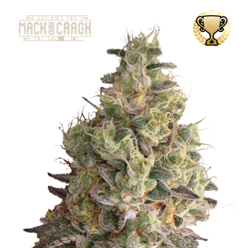 цветок конопли Mack & Crack Auto