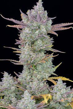 форма рост Gorilla Cookies Auto