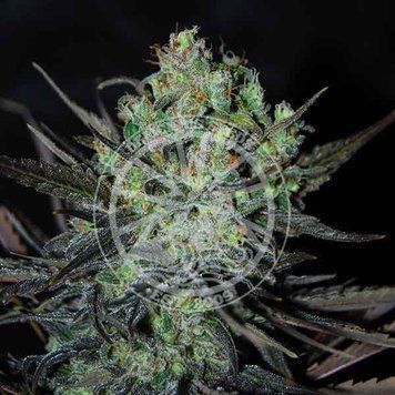 купить Eleven Roses Auto