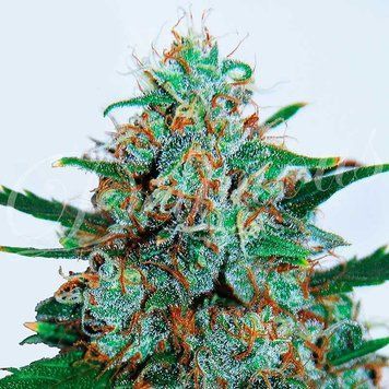 купить Critical Neville Haze Auto
