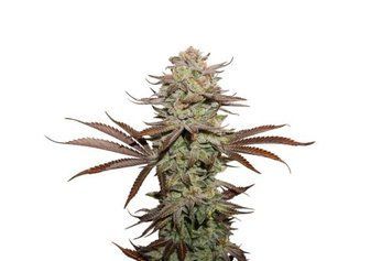 куст конопли Sticky Fingers Auto