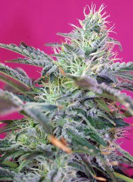 купить сорт Sweet Cheese Auto