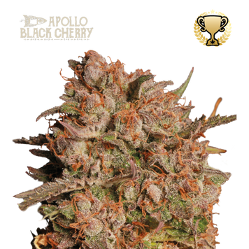 шишка Apollo Black Cherry Auto