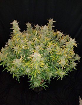 куст рост Rhino Ryder Auto