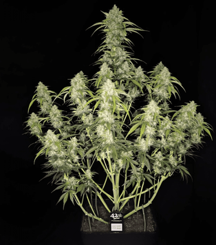 рост форма Papaya Cookies Auto