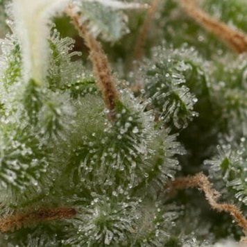 Auto Super Hash - Pyramid Seeds-309 фото