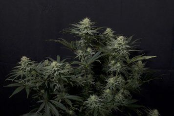 рост форма GG4 Sherbet FF