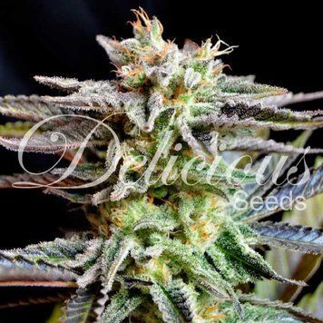 купить сорт Sugar Black Rose