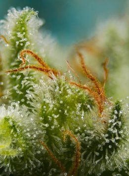 Big Devil XL Auto - Sweet Seeds Seeds-326 фото
