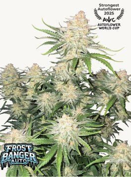 куст Frostbanger Auto