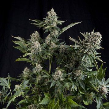 рост куста White Widow