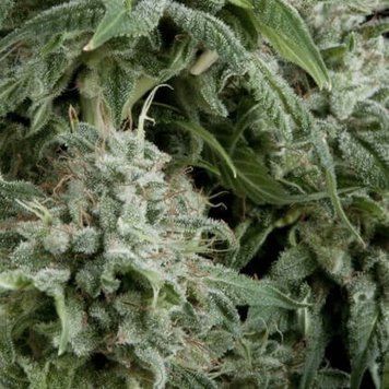 урожай Auto Northern Lights