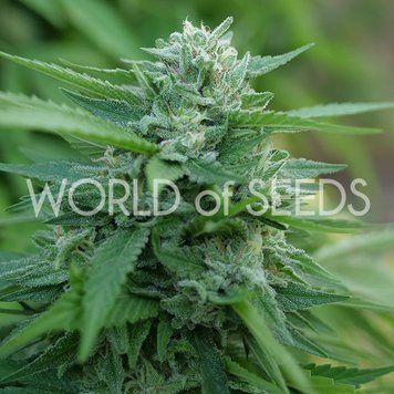 сорт MONGOLIA THC FREE