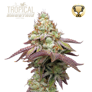 конопля Tropical Zmoothie Fem