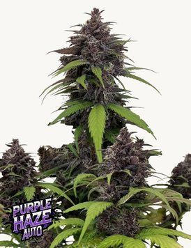 сорт Purple Haze Auto