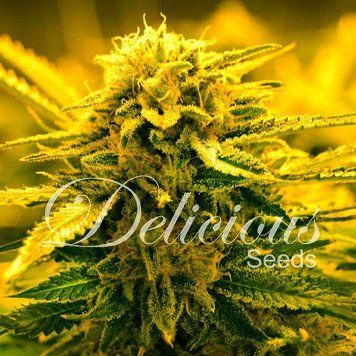 купить коноплю Sugar Black Rose Auto