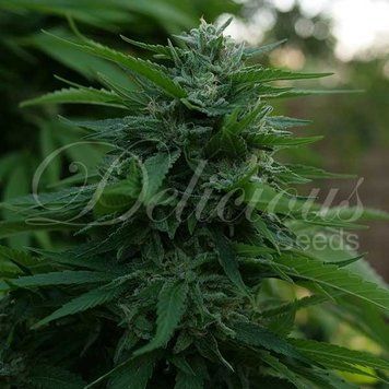 генетика сорта Lord Kush