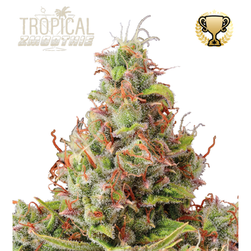 урожай Tropical Zmoothie Auto
