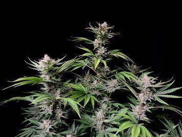 генетика сорта Cherry Cola Auto