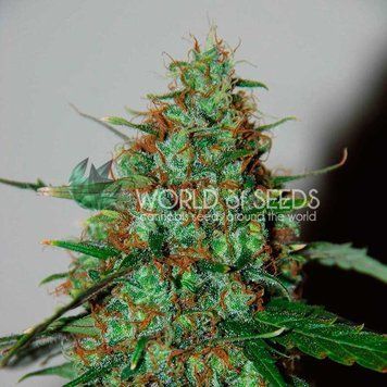 урожай сорта Wild Thailand Ryder