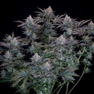 куст рост Gorilla Cookies FF