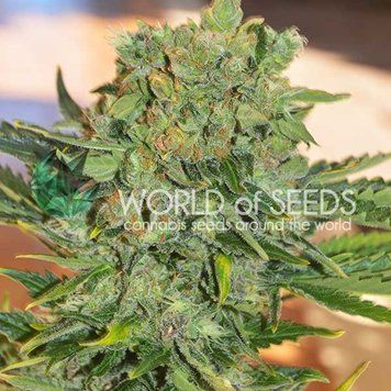 Tonic Ryder CBD - WoS Seeds-432 фото