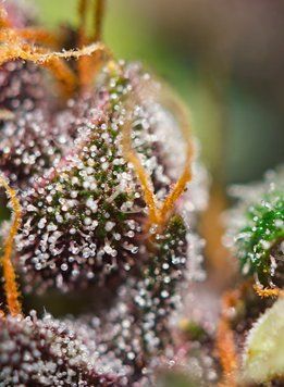 смола Dark Devil Auto
