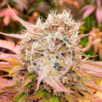 урожай сорта Dark Lemonade Auto