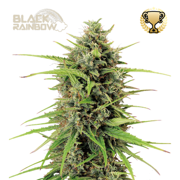 форма сорт Black Rainbow Auto