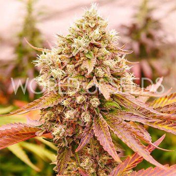 урожай Burger Kush
