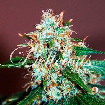 Critical Neville Haze 2.0 - Delicious Seeds-284 фото