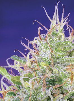 смола Green Poison