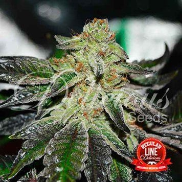 купить Original Juan Herer Regular