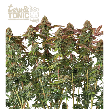 куст рост Terp & Tonic Auto