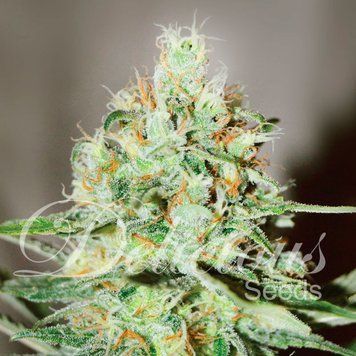 форма шишки Jägg Kush