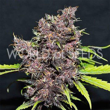 купить пачку Purple Afghan Kush Ryder