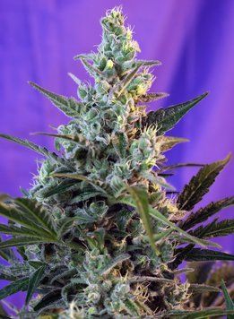 форма куста Sweet Skunk F1 Fast Version