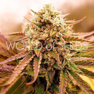 форма рост Appalachian Kush