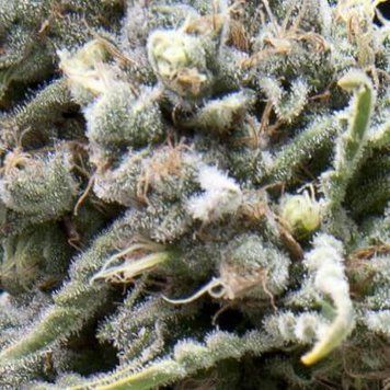 цветок сорта Auto White Widow