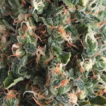 шишка Auto Super OG Kush