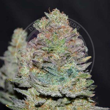 урожай конопли Delicious Cookies Auto
