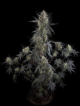 купить коноплю Pound Cake Auto