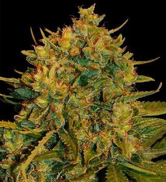 урожай Northern Light X Big Bud Ryder