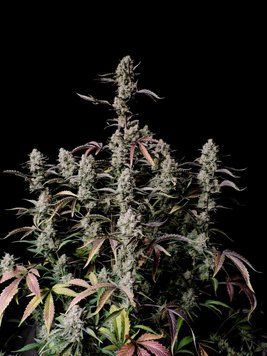 рост форма Gorilla Z Auto