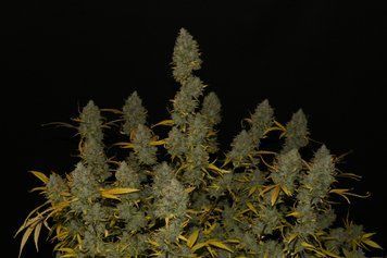 купить семена Gelato Auto