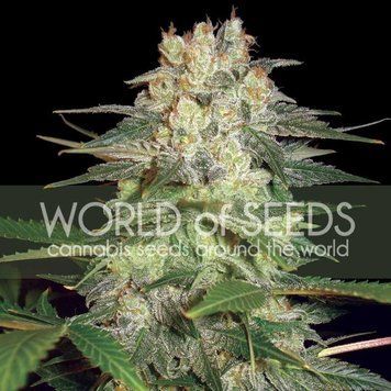 марихуана Afghan Kush Ryder