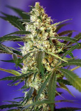 конопля Fast Bud #2 Auto