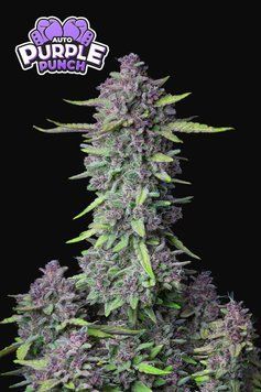 форма куста Purple Punch Auto
