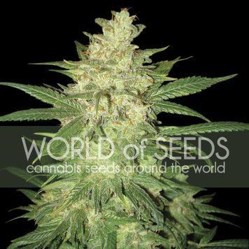 Colombian Gold Ryder (Sweet Coffee Ryder) - WoS Seeds-266 фото
